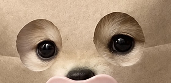 Close-up of Baby's eyes, the only visible feature through the bag's eye holes