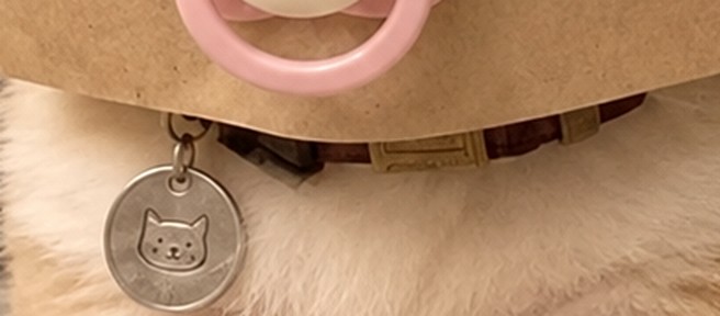 Close-up of Baby's ID tag on his collar